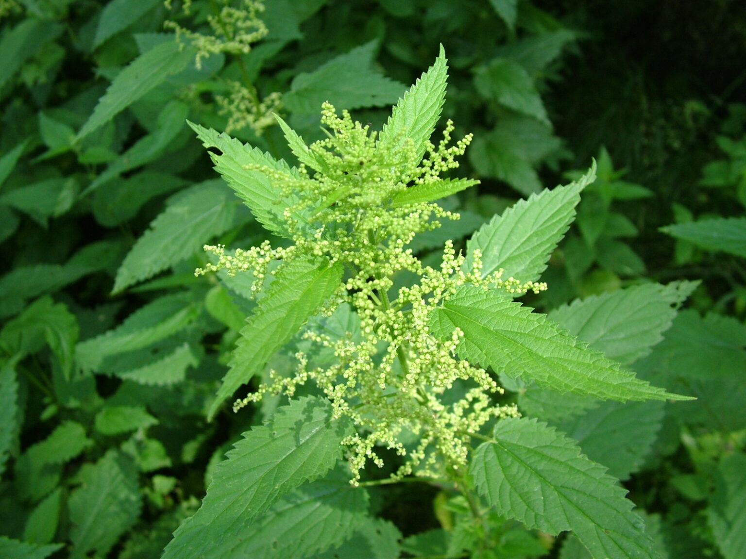 nettleherb Biodinamika
